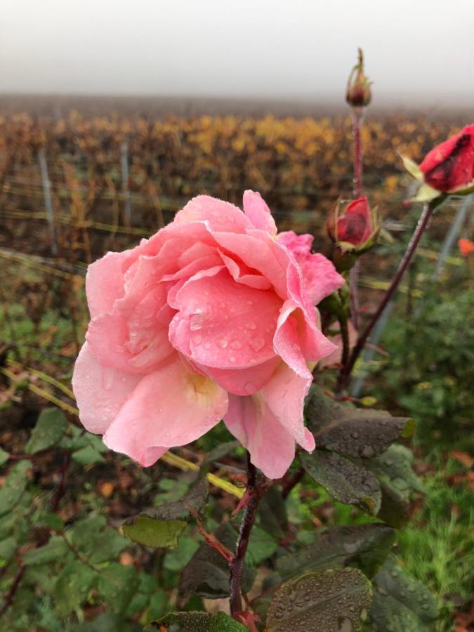 Floressens En Champagne Terrasse Privative Sur Le Vignoble Villa Fleury-la-Riviere Екстериор снимка