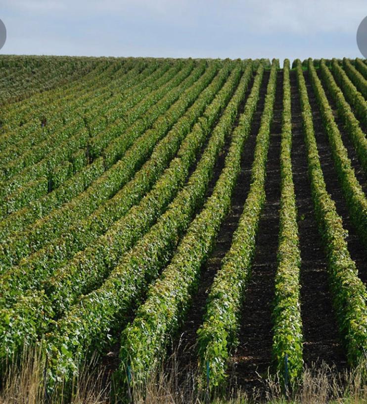 Floressens En Champagne Terrasse Privative Sur Le Vignoble Villa Fleury-la-Riviere Екстериор снимка